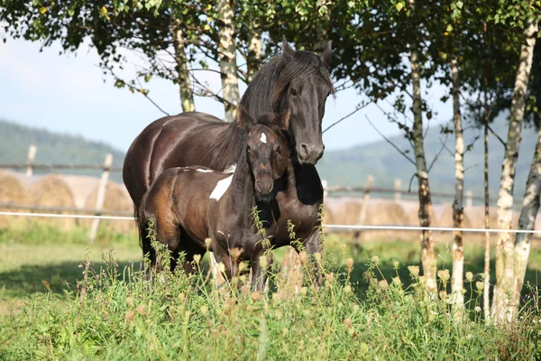 Mare avec poulain en marche en automne — Photo