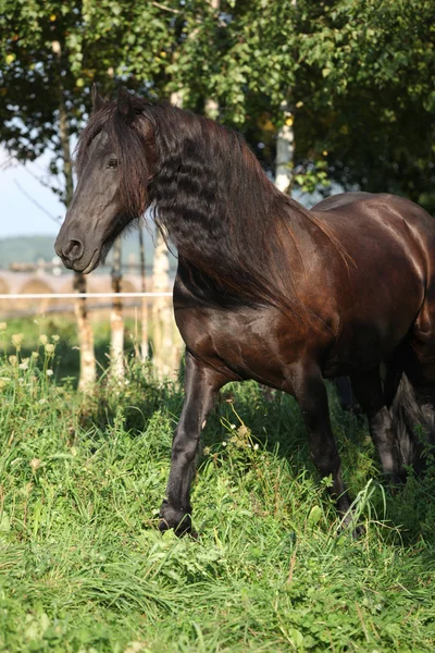 Bonito cavalo friesiano com crina longa — Fotografia de Stock