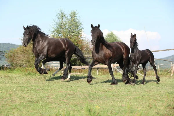 Belos cavalos negros correndo — Fotografia de Stock