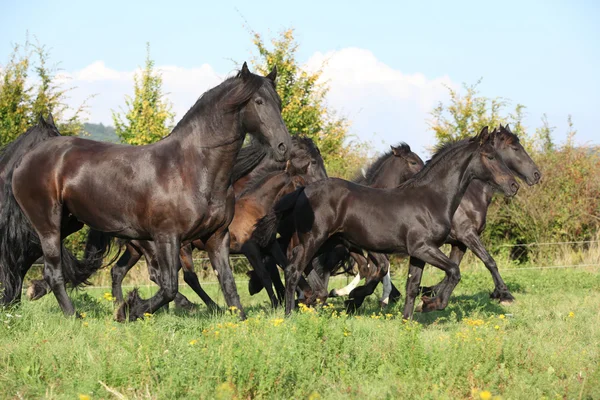 Schöne schwarze Pferde laufen — Stockfoto