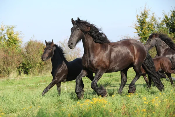 秋に実行されている子馬とマーレ — ストック写真