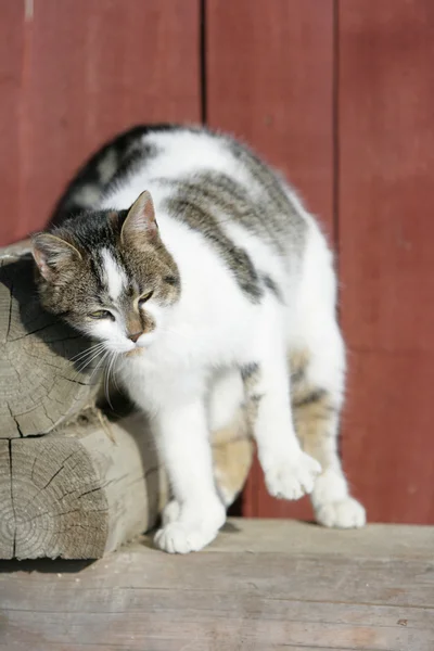 Bellissimo gatto davanti allo sfondo marrone — Foto Stock