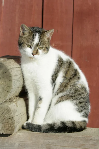 Kahverengi arka plan önünde güzel kedi — Stok fotoğraf