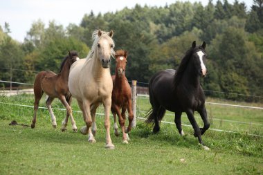kısraklar ile çalışan foals