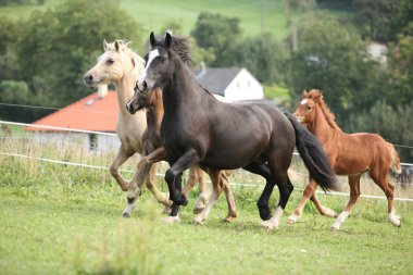 Mares with foals running clipart