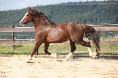 güzel StaLION çalışan uzun yele ile
