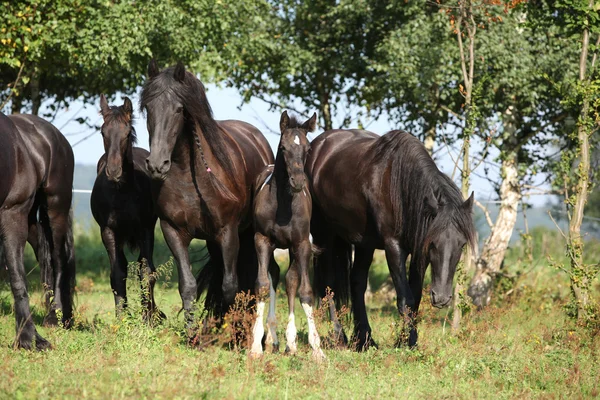 Bonitos caballos en el pastizal —  Fotos de Stock