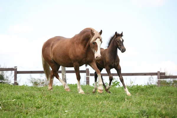 Beautiful mare with foal running — Stock Photo, Image