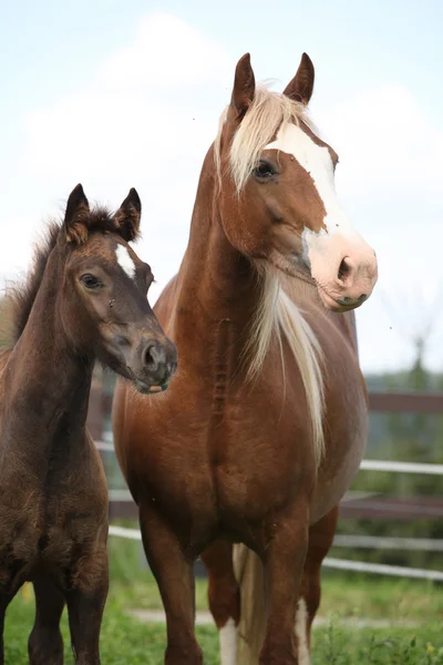 Brown mare with long mane standing next to the foal — Stock Photo, Image