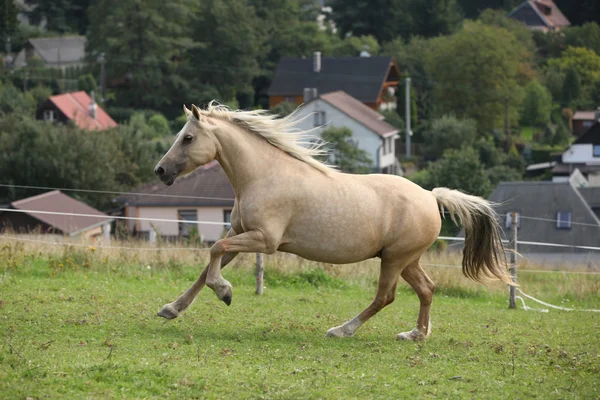 Beautiful palomino mare wunning on pasturage — Stock Photo, Image