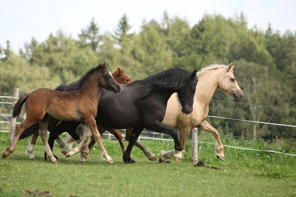 Kısraklar ile çalışan foals — Stok fotoğraf