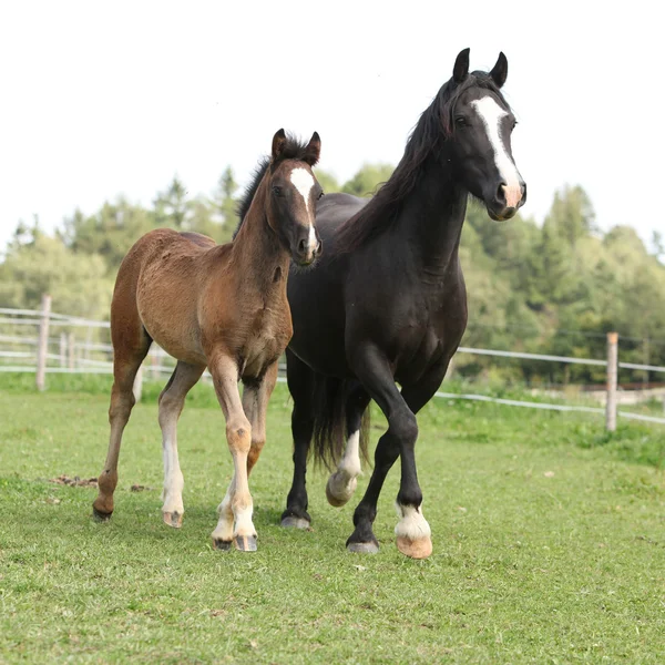 Bella cavalla con puledro in esecuzione — Foto Stock