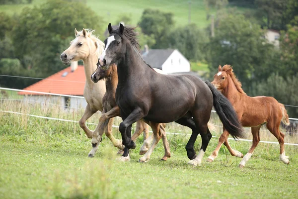 Mares with foals running — Stock Photo, Image