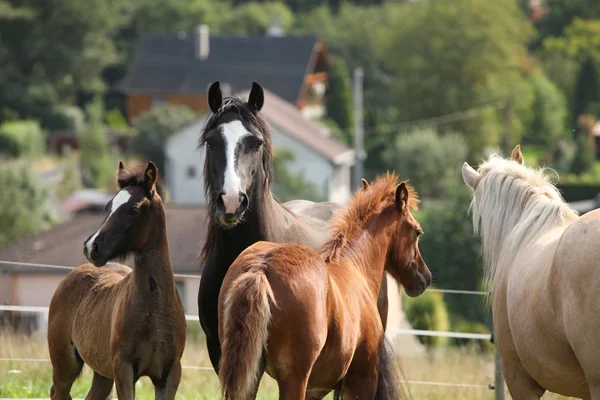 放牧における子馬の馬 — ストック写真