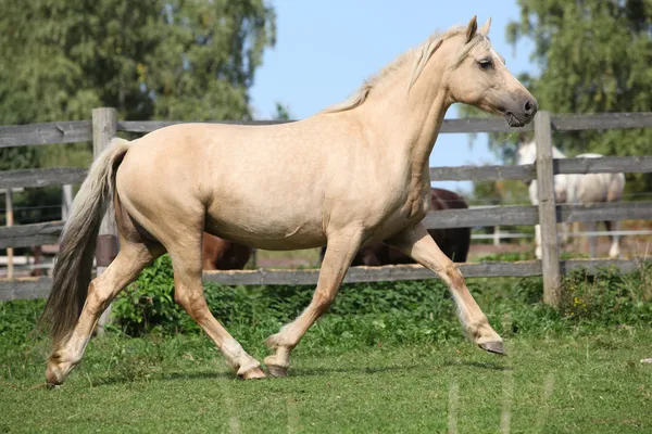 Hermosa yegua palomino corriendo en los pastos —  Fotos de Stock