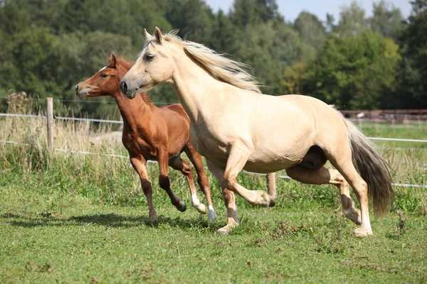 Beautiful mare with foal running — Stock Photo, Image