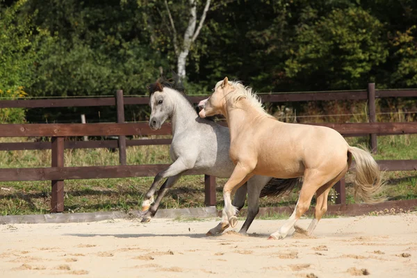 一緒に実行している 2 つの豪華な種馬 — ストック写真