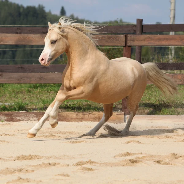 Gorgeous palomino stallion running — Stock Photo, Image