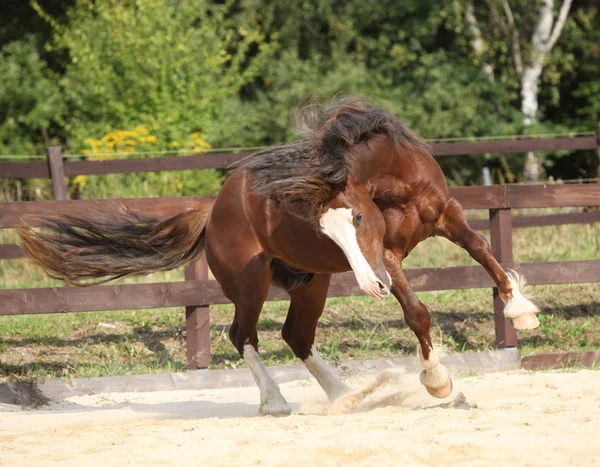 Mooie stalion met lange manen springen — Stockfoto