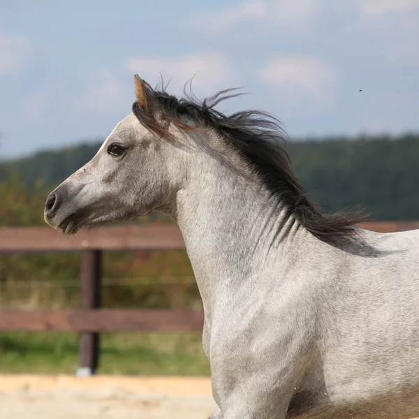 Bonito semental gris con melena voladora — Foto de Stock