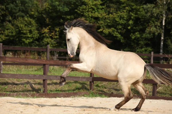 Muhteşem palomino aygır çalışan — Stok fotoğraf