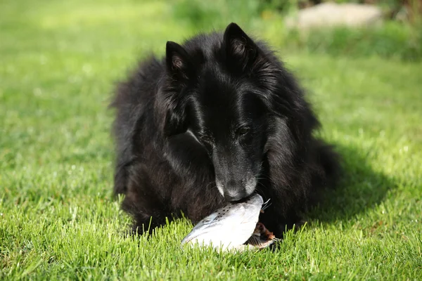 Black hungry dog eating fresh fish head — Stock Photo, Image