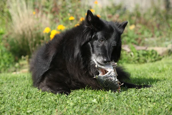 Hungry dog eating fresh fish — Stock Photo, Image