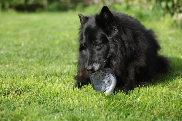 Black hungry dog eating fresh fish head — Stock Photo, Image