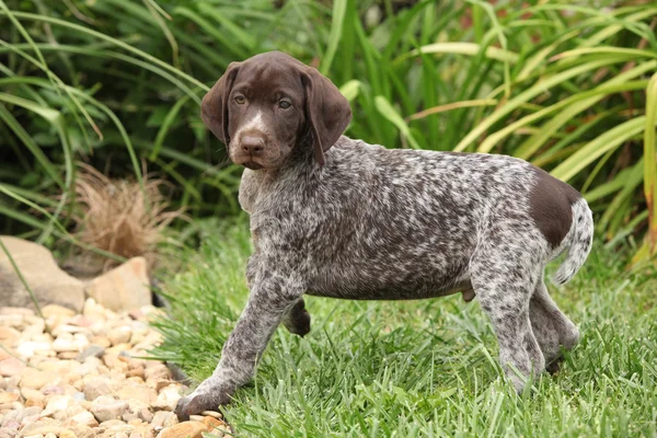 Adorable puppy in prachtige tuin — Stockfoto