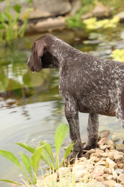 Nice brown puppy in the garden — Stock Photo, Image