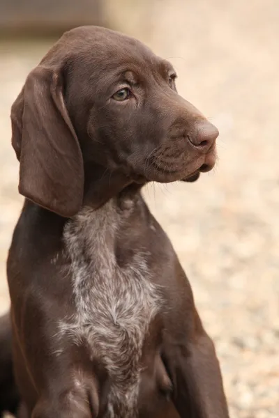 Adorable puppy in de tuin — Stockfoto