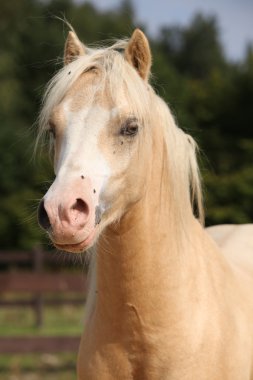 güzel palomino midilli