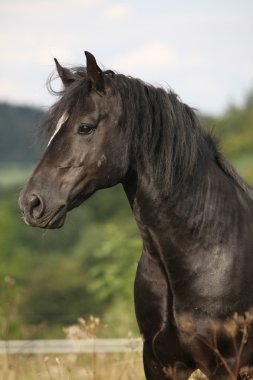 siyah cob Galce