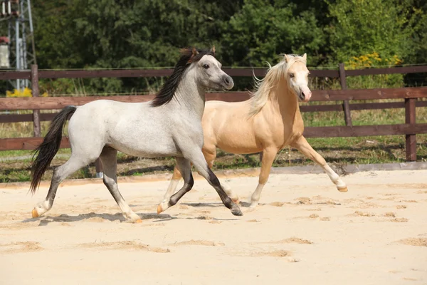 Dos preciosos sementales corriendo juntos —  Fotos de Stock