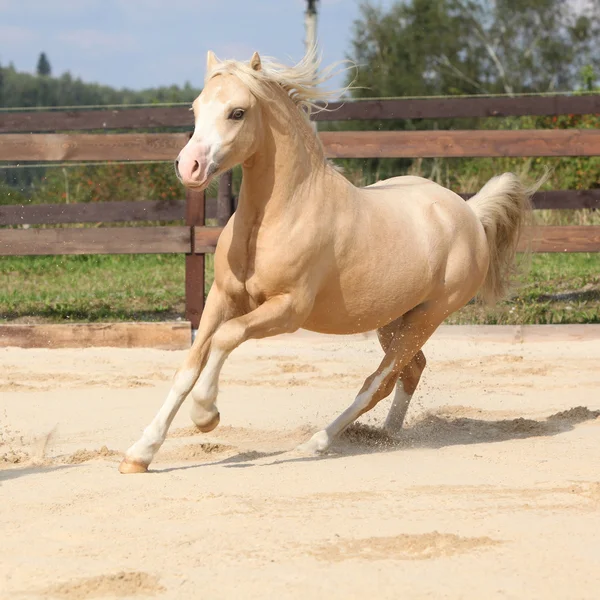 Gorgeous palomino stallion running — Stock Photo, Image