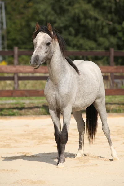 Adorable poney de montagne gris gallois — Photo
