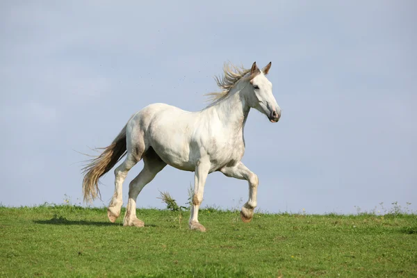 Schönes weißes Pferd läuft am Horizont — Stockfoto