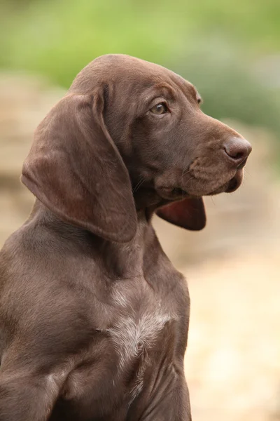 Adorable puppy in the garden — Stock Photo, Image