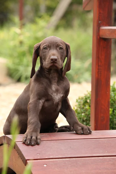 Cachorrinho marrom agradável na ponte de jardim pequena — Fotografia de Stock