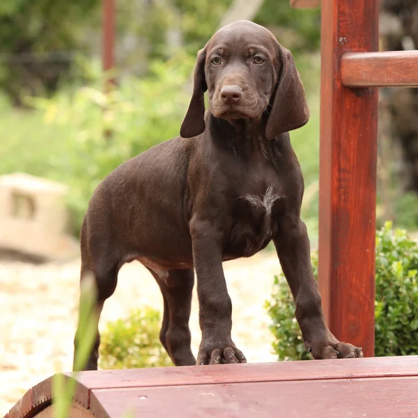 小さな庭の橋の上の素敵な茶色の子犬 — ストック写真