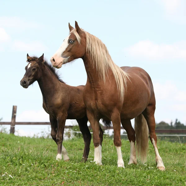 Cavalla marrone con criniera lunga in piedi accanto al puledro — Foto Stock