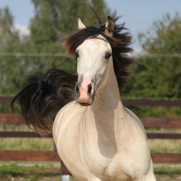 Krásný palomino koně běží — Stock fotografie