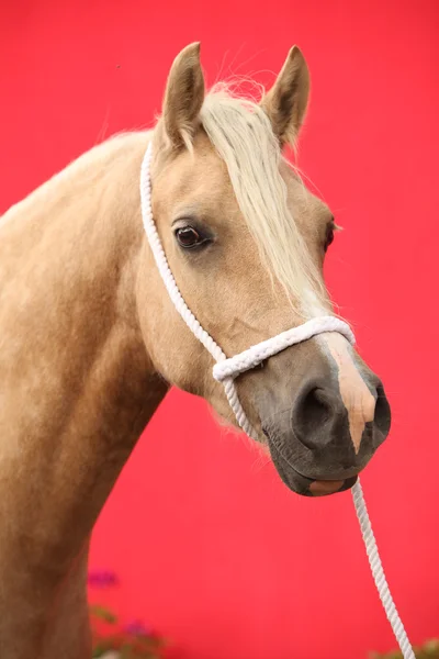 Schönes Palomino-Pony — Stockfoto