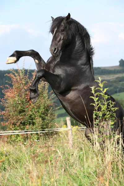 Hermoso caballo negro prancing en los pastos —  Fotos de Stock