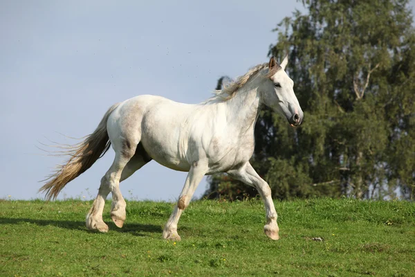 Bom cavalo branco correndo no horizonte — Fotografia de Stock