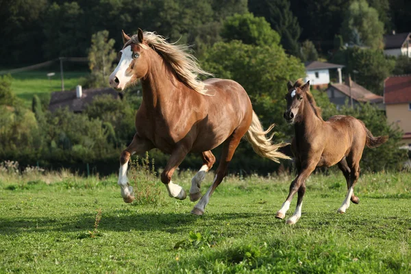 Mare with foal running — Stock Photo, Image