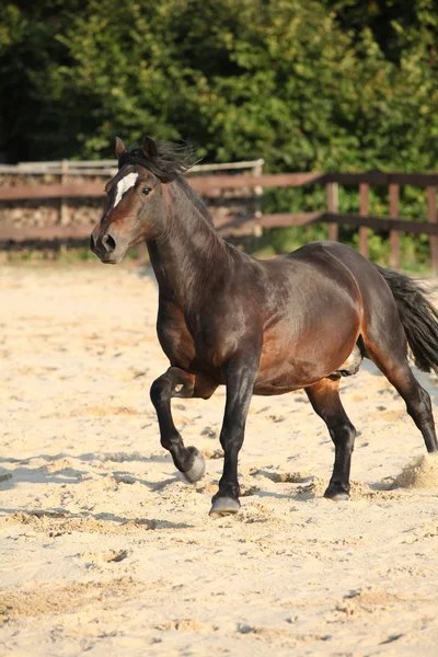 Prachtige brown welsh cob uitvoeren — Stockfoto