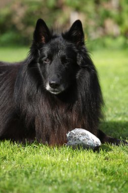 güzel köpek izlerken taze balık