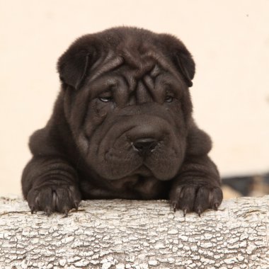 açık renkli üzerinde güzel shar pei köpek yavrusu