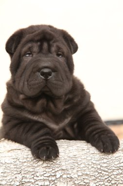beyaz zemin üzerinde güzel shar pei köpek yavrusu